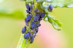 Ragwort Aphid [Aphis jacobaeae]