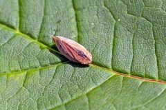Meadow Froghopper [Philaenus spumarius]