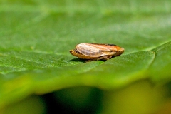 Meadow Froghopper [Philaenus spumarius]