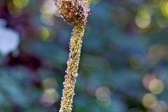 Herb Bennet Aphid [Macrosiphum gei?]