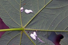 Cottony Hydrangea Scale [Pulvinaria kuwacola]
