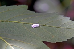 Cottony Hydrangea Scale [Pulvinaria kuwacola]