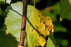 Silver Birch Aphid [Euceraphis betulae]
