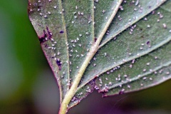 Common Dogwood-grass Aphid [Anoecia corni]