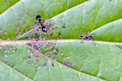Common Dogwood-grass Aphid [Anoecia corni]