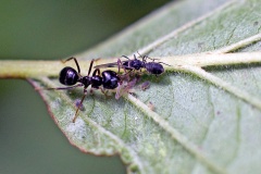 Common Dogwood-grass Aphid [Anoecia corni]
