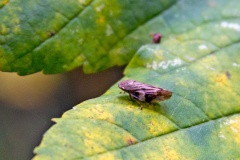 Alder Spittlebug [Aphrophora alni]