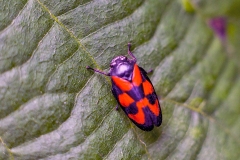 Red-and-black Froghopper [Cercopis vulnerata]