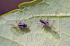 Common Periphyllus Aphid [Periphyllus testudinaceus]