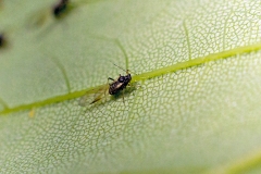 Common Periphyllus Aphid [Periphyllus testudinaceus]