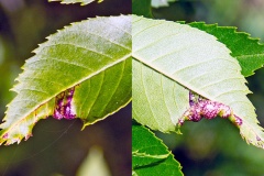 Ash Psyllid [Psyllopsis fraxini agg.]