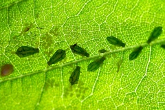 Sycamore Periphyllus Aphid [Periphyllus acericola]