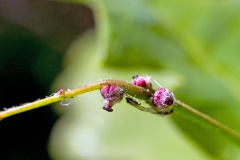 Common Oak Thelaxid [Thelaxes dryophila]