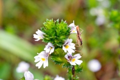 Field Damsel Bug [Nabis ferus]