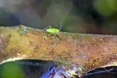 Common Green Capsid [Lygocoris pabulinus ?]