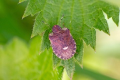White-shouldered Shieldbug [Dyroderes umbraculatus]