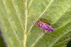 Oak Catkin Bug [Harpocera thoracica]