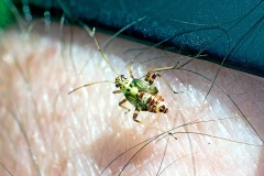 Striped Oak Bug [Rhabdomiris striatellus]