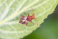 Hypericum Rhopalid [Rhopalus subrufus]