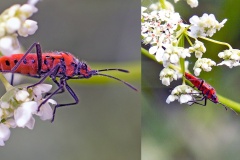 Cinnamon Bug [Corizus hyoscyami]