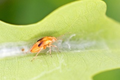 Oak Catkin Bug [Harpocera thoracica]