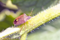 Vernal Shieldbug [Peribalus strictus]