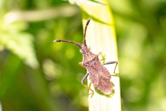 Denticulate Leatherbug [Coriomeris denticulatus]