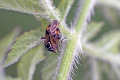 Yellow-lined Plant Bug [Deraeocoris flavilinea]