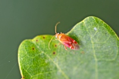 oak plant bug [Psallus varians?]