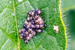 Hairy Shieldbug [Dolycoris baccarum]