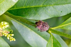 Forest Bug [Pentatoma rufipes]