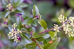 Trivial Plant Bug [Closterotomus trivialis]