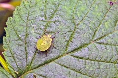 Green Shield Bug [Palomena prasina]