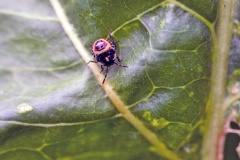 Brassica Shieldbug [Eurydema oleracea]