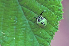 Green Shieldbug [Palomena prasina]