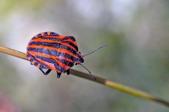 Striped Shieldbug [Graphosoma italicum]