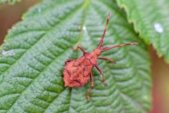 Dock Bug [Coreus marginatus]