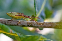 Box Bug [Gonocerus acuteangulatus]