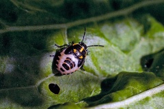 Brassica Shieldbug [Eurydema oleracea]