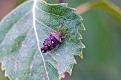 Parent Bug [Elasmucha grisea]