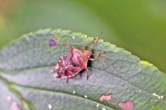 Parent Bug [Elasmucha grisea]