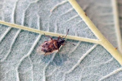 Birch Catkin Bug [Kleidocerys resedae]