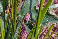 Tortoise Bug [Eurygaster testudinaria]