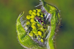 mirid bug [Orthops campestris]