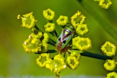 plant bug [Orthops campestris]