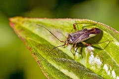 Trivial Plant Bug [Closterotomus trivialis]