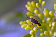 Trivial Plant Bug [Closterotomus trivialis]