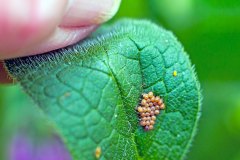 Hairy Shieldbug [Dolycoris baccarum]