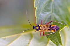 Fine-streaked Bugkin [Miris striatus]