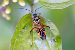 Fine-streaked Bugkin [Miris striatus]